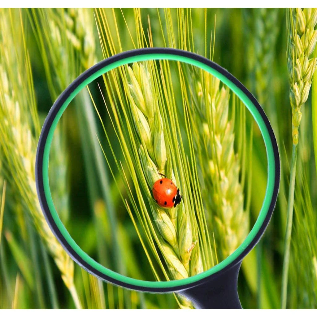 8x Handheld Magnifier - Large - Image 8